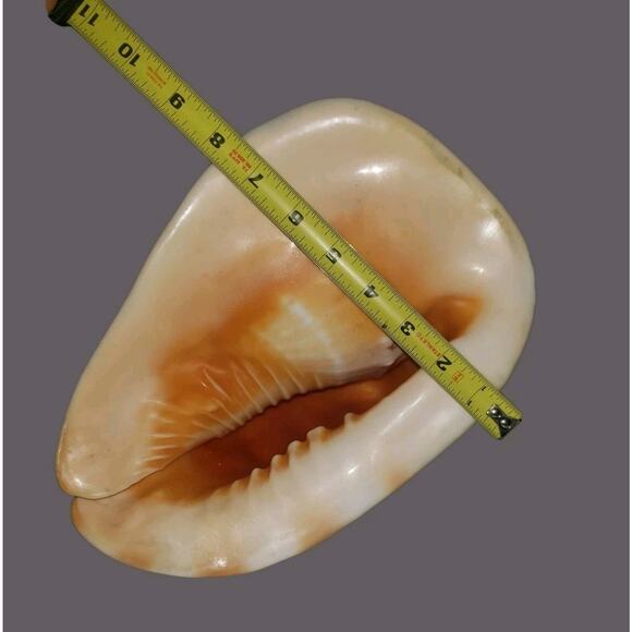 HORNED King Helmet CONCH SHELL Blowing Horn LARGE HAWAIIAN BEAUTIFUL! - Picture 10 of 12